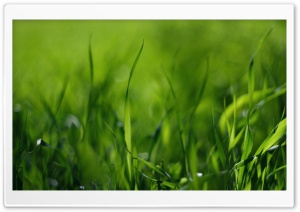 Green Gras HD Wide Wallpaper for Widescreen