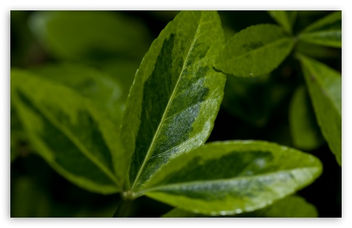 Green Is Beautiful wallpaper for Wide 16:10 Widescreen WHXGA WQXGA WUXGA WXGA ;