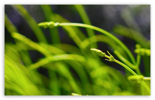 Green Lavender wallpaper for Wide 16:10 Widescreen WHXGA WQXGA WUXGA WXGA ;