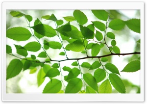 Green Leaves HD Wide Wallpaper for Widescreen