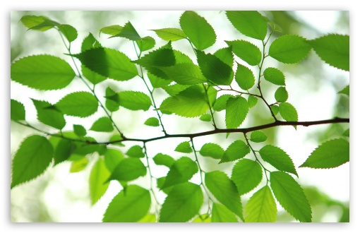 Green Leaves wallpaper for Wide 16:10 Widescreen WHXGA WQXGA WUXGA WXGA ;