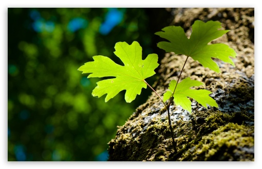 Green Leaves and Moss HD wallpaper for Wide 16:10 Widescreen WHXGA WQXGA WUXGA WXGA ;