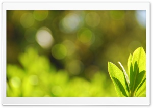 Green Leaves Bokeh HD Wide Wallpaper for Widescreen