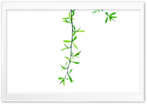 Green Leaves On Branch wallpaper