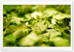 Green Leaves On The Ground HD Wide Wallpaper for Widescreen