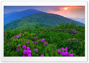 Green Mountains HD Wide Wallpaper for Widescreen