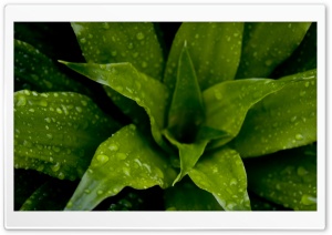 Green Plant HD Wide Wallpaper for Widescreen
