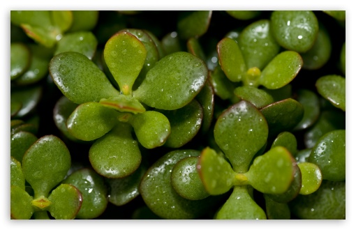Green Plant Macro wallpaper for Wide 16:10 Widescreen WHXGA WQXGA WUXGA WXGA ;