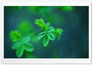 Green Spring Leaves HD Wide Wallpaper for Widescreen