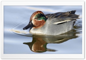 Green Winged Teal Anas Crecca HD Wide Wallpaper for Widescreen