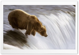 Grizzly Fishing In The Brooks River Katmai National Park Alaska HD Wide Wallpaper for Widescreen