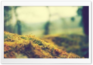 Guist wallpaper