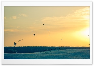 Gulls HD Wide Wallpaper for Widescreen