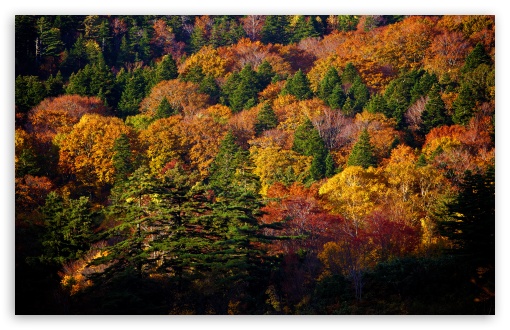 Hachimantai Forest HD wallpaper for Wide 16:10 Widescreen WHXGA WQXGA WUXGA WXGA ;