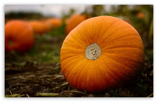 Halloween Is Just Around The Corner wallpaper for Wide 16:10 Widescreen WHXGA WQXGA WUXGA WXGA ;