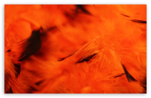 Halloween Orange Background wallpaper for Wide 16:10 Widescreen WHXGA WQXGA WUXGA WXGA ;