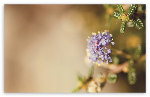 Happy Purple Tuesday wallpaper for Wide 16:10 Widescreen WHXGA WQXGA WUXGA WXGA ;