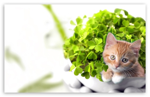 Happy Saint Patrick's Day 2012 HD wallpaper for Wide 16:10 Widescreen WHXGA WQXGA WUXGA WXGA ;