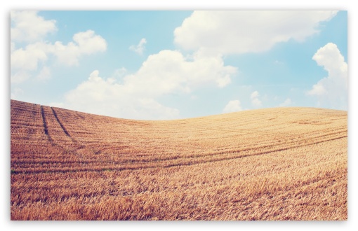 Harvest Field wallpaper for Wide 16:10 Widescreen WHXGA WQXGA WUXGA WXGA ;