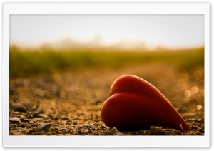 Heart Macro HD Wide Wallpaper for Widescreen