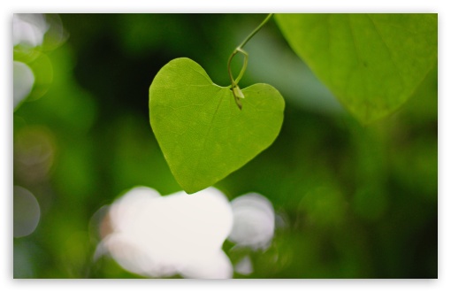 Heart Shaped Leaf wallpaper for Wide 16:10 Widescreen WHXGA WQXGA WUXGA WXGA ;