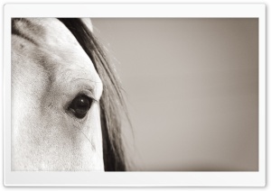 Horse Eye HD Wide Wallpaper for Widescreen
