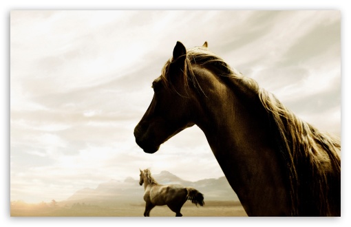 Desktop Backgrounds Of Horses. horse desktop wallpaper.