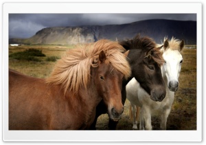 Horses HD Wide Wallpaper for Widescreen