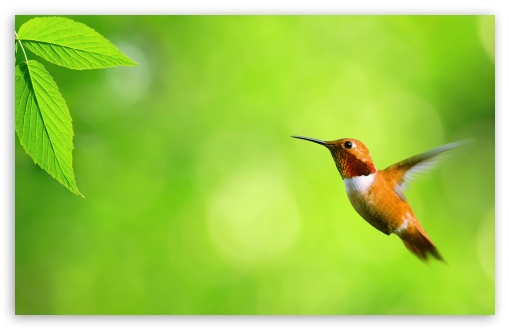 Hummingbird HD wallpaper for Standard 4:3 5:4 Fullscreen UXGA XGA SVGA QSXGA SXGA ; Wide 16:10 5:3 Widescreen WHXGA WQXGA WUXGA WXGA WGA ; HD 16:9 High Definition WQHD QWXGA 1080p 900p 720p QHD nHD ; Other 3:2 DVGA HVGA HQVGA devices ( Apple PowerBook G4 iPhone 4 3G 3GS iPod Touch ) ; Mobile VGA WVGA iPhone iPad PSP Phone - VGA QVGA Smartphone ( PocketPC GPS iPod Zune BlackBerry HTC Samsung LG Nokia Eten Asus ) WVGA WQVGA Smartphone ( HTC Samsung Sony Ericsson LG Vertu MIO ) HVGA Smartphone ( Apple iPhone iPod BlackBerry HTC Samsung Nokia ) Sony PSP Zune HD Zen ; Tablet 2 Android ; Dual 4:3 5:4 UXGA XGA SVGA QSXGA SXGA ;