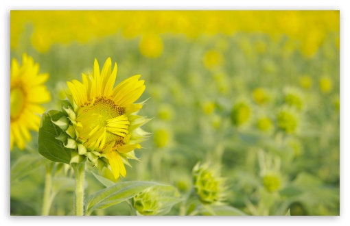 I Am Shy HD wallpaper for Wide 16:10 Widescreen WHXGA WQXGA WUXGA WXGA ;