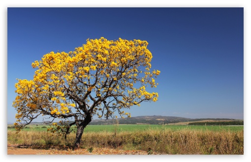 Ipê Tree HD wallpaper for Standard 4:3 Fullscreen UXGA XGA SVGA ; Wide 16:10 Widescreen WHXGA WQXGA WUXGA WXGA ; HD 16:9 High Definition WQHD QWXGA 1080p 900p 720p QHD nHD ; Other 3:2 DVGA HVGA HQVGA devices ( Apple PowerBook G4 iPhone 4 3G 3GS iPod Touch ) ; Mobile VGA iPhone iPad - VGA QVGA Smartphone ( PocketPC GPS iPod Zune BlackBerry HTC Samsung LG Nokia Eten Asus ) HVGA Smartphone ( Apple iPhone iPod BlackBerry HTC Samsung Nokia ) ;