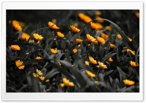 Isolation HD Wide Wallpaper for Widescreen