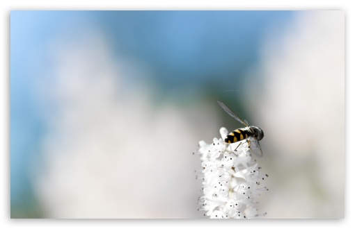 It Is A Bee HD wallpaper for Standard 4:3 Fullscreen UXGA XGA SVGA ; Wide 16:10 Widescreen WHXGA WQXGA WUXGA WXGA ; HD 16:9 High Definition WQHD QWXGA 1080p 900p 720p QHD nHD ; Mobile VGA iPhone iPad - VGA QVGA Smartphone ( PocketPC GPS iPod Zune BlackBerry HTC Samsung LG Nokia Eten Asus ) HVGA Smartphone ( Apple iPhone iPod BlackBerry HTC Samsung Nokia ) ; Dual 4:3 5:4 3:2 UXGA XGA SVGA QSXGA SXGA DVGA HVGA HQVGA devices ( Apple PowerBook G4 iPhone 4 3G 3GS iPod Touch ) ;