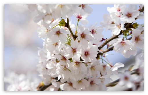 japanese cherry blossom wallpaper. 2 Japanese Cherry Blossoms