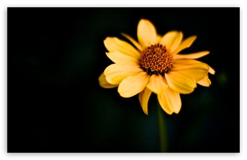 Japanese Flower HD wallpaper for Wide 16:10 Widescreen WHXGA WQXGA WUXGA WXGA ;