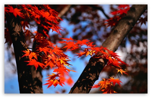 japanese maple tattoo. japanese maple tattoo.