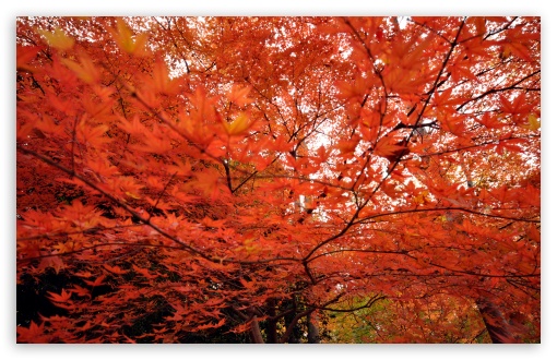 Japanese Maple Trees wallpaper for Wide 16:10 Widescreen WHXGA WQXGA WUXGA WXGA ;