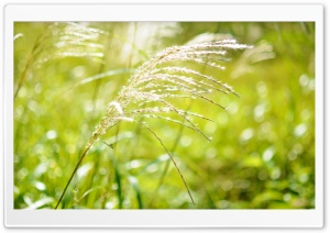 Japanese Pampas Grass HD Wide Wallpaper for Widescreen