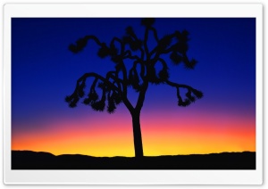 Joshua Tree At Dusk HD Wide Wallpaper for Widescreen