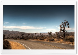 Joshua Tree National Park HD Wide Wallpaper for Widescreen