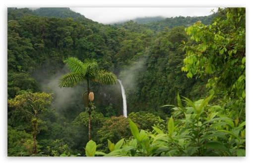 desktop wallpaper jungle. 2 Jungle wallpaper for Wide