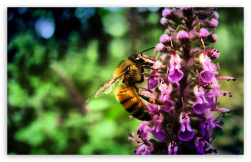 Just Another Bee wallpaper for Wide 16:10 Widescreen WHXGA WQXGA WUXGA WXGA ;