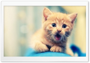Kitty wallpaper
