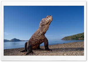 Komodo Dragon Komodo Island Indonesia HD Wide Wallpaper for Widescreen