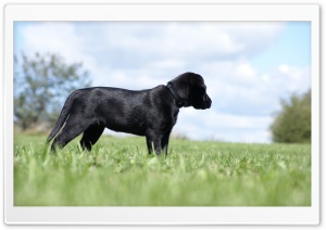 Labrador Retriever Puppy HD Wide Wallpaper for Widescreen
