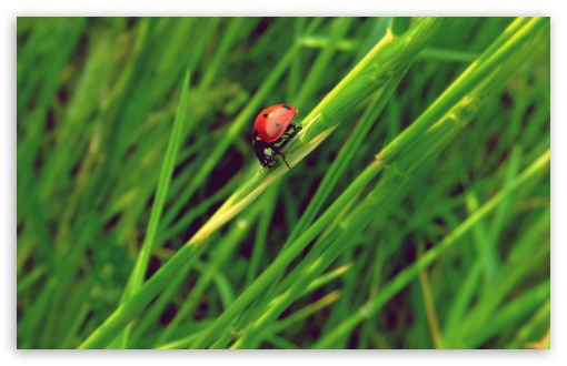 Ladybug wallpaper for Wide 16:10 Widescreen WHXGA WQXGA WUXGA WXGA ;