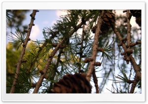 Larch HD Wide Wallpaper for Widescreen