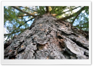 Larixdecidua HD Wide Wallpaper for Widescreen