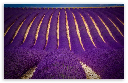 Lavender Field HD wallpaper for Wide 16:10 Widescreen WHXGA WQXGA WUXGA WXGA ;