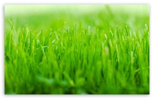 Lawn HD wallpaper for Standard 4:3 5:4 Fullscreen UXGA XGA SVGA QSXGA SXGA ; Wide 16:10 5:3 Widescreen WHXGA WQXGA WUXGA WXGA WGA ; HD 16:9 High Definition WQHD QWXGA 1080p 900p 720p QHD nHD ; Other 3:2 DVGA HVGA HQVGA devices ( Apple PowerBook G4 iPhone 4 3G 3GS iPod Touch ) ; Mobile VGA WVGA iPhone iPad PSP Phone - VGA QVGA Smartphone ( PocketPC GPS iPod Zune BlackBerry HTC Samsung LG Nokia Eten Asus ) WVGA WQVGA Smartphone ( HTC Samsung Sony Ericsson LG Vertu MIO ) HVGA Smartphone ( Apple iPhone iPod BlackBerry HTC Samsung Nokia ) Sony PSP Zune HD Zen ; Tablet 2 ;